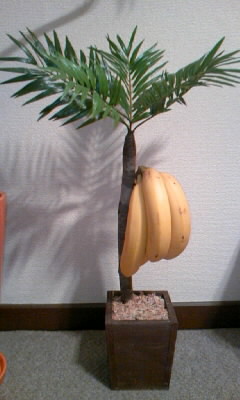 バナナツリー.jpg